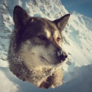 huskystuff-schlittenhunde-touren-events-2 (Mittel)